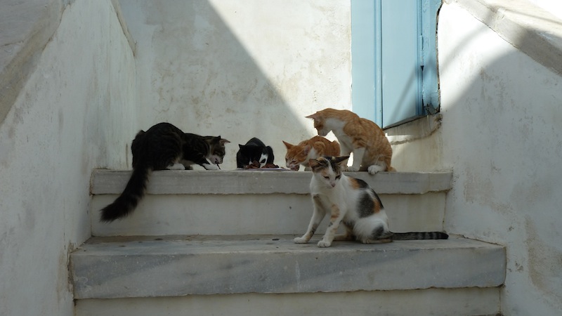 Mykonos cat 1.JPG